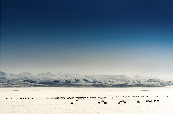 One of the four main sacred mountains of Tibet.