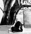 Jamyang-Khyentse-Chokyi-Lodro Bodhi tree
